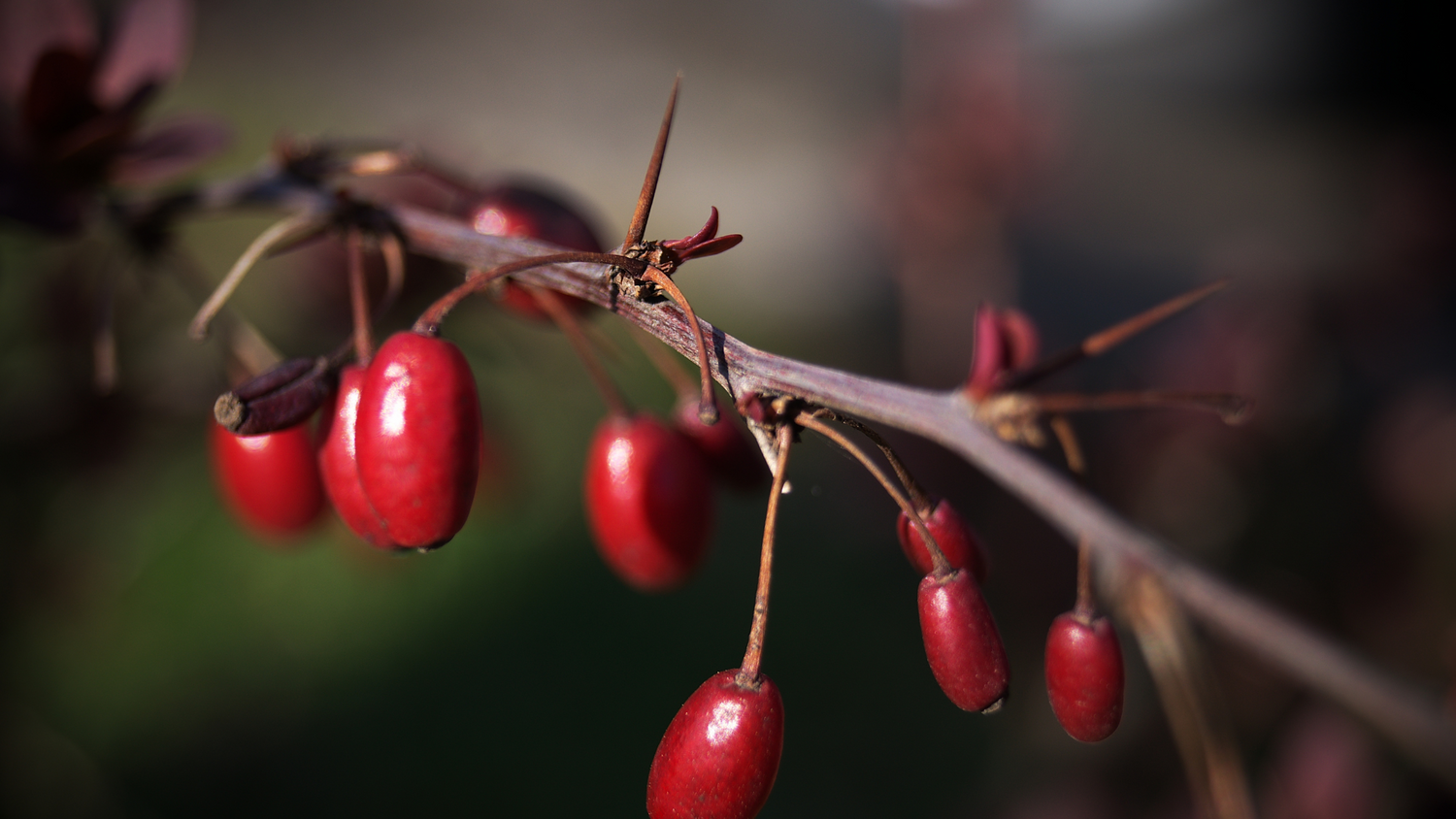 The Benefits of Rose Hips in Skincare